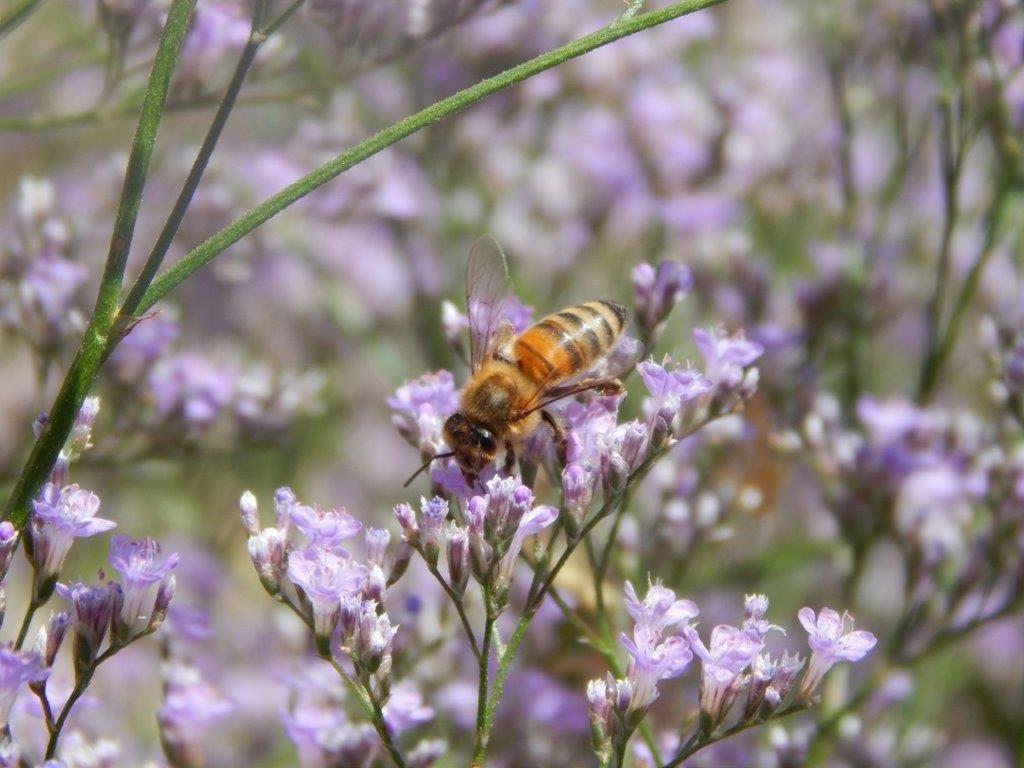 Apiflore Garéoult Eksteriør bilde