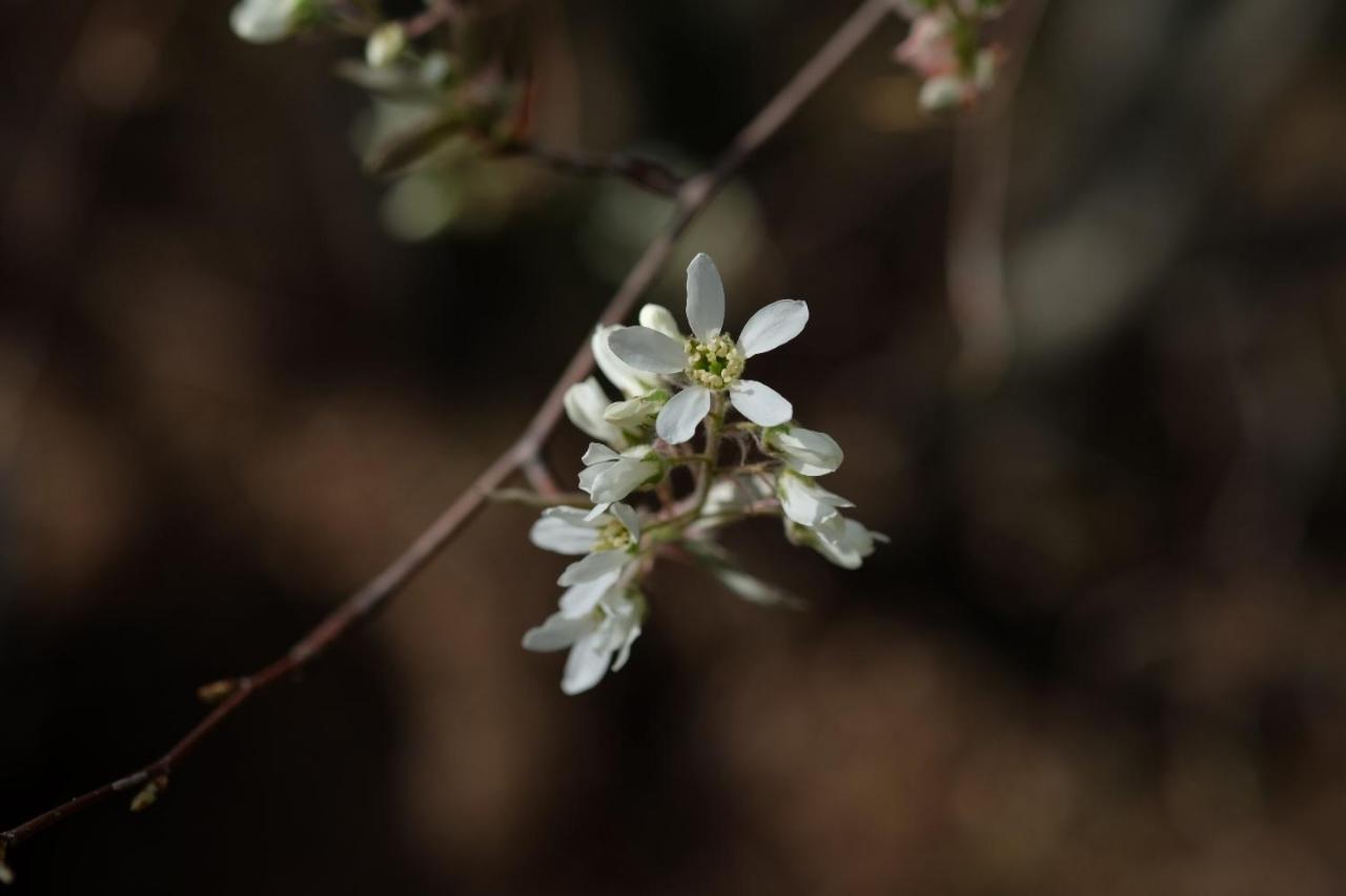 Apiflore Garéoult Eksteriør bilde